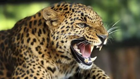 Люди спасли леопарда и пострадали