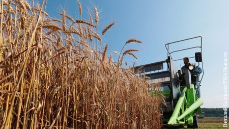Украина мешает экспорту российской пшеницы