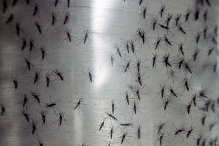 В Швеции научились обманывать комаров с помощью свекольного сока