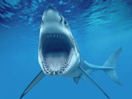 В Египте сделают мумию из акулы, убившей российского туриста