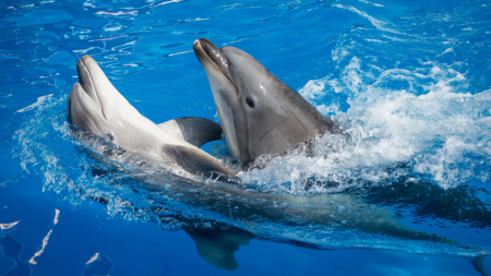 Крымские учёные: У дельфинов развита полноценная речь
