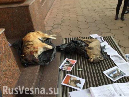 В Одессе к зданию нацполиции принесли трупы собак (ФОТО 18+)