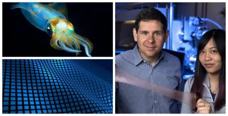 Сила океана: Ученые разработали новый вид волокна на основе кожи кальмара