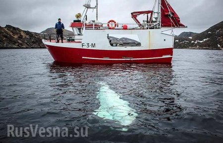 Российский «кит-шпион» отказывается уплывать из Норвегии