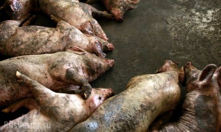 Украина: Трупы свиней, заражённые чумой, прибило к берегу Дуная